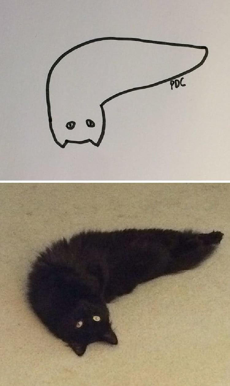 Рисование приколы про кота