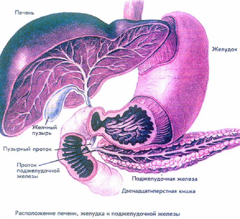 Желудка поджелудочной железы желчного пузыря. Строение желудка желчного пузыря и печени. Строение желудка печень желчный пузырь поджелудочная железа. Печень и поджелудочная железа анатомия. Строение желудка печени и поджелудочной железы.