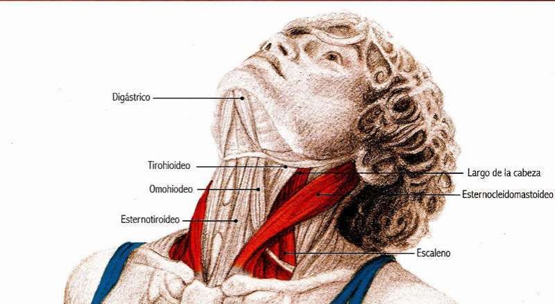 Donde esta el esternocleidomastoideo