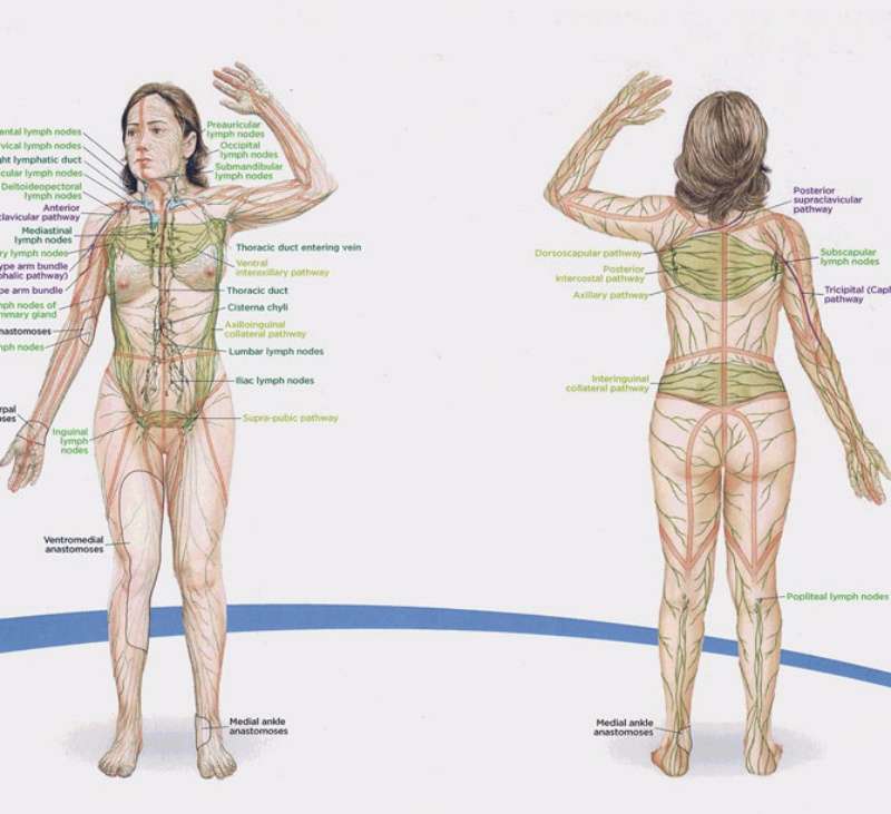 Схема лимфы в теле человека