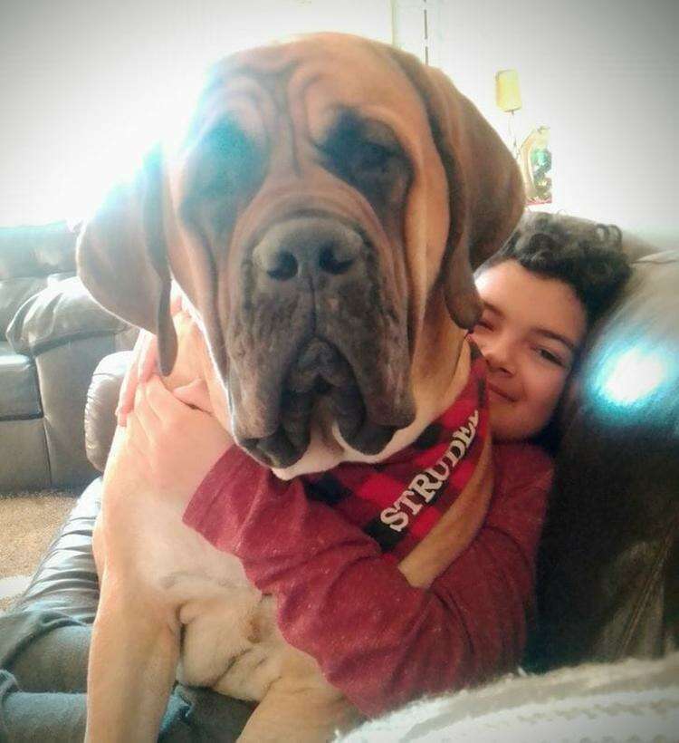 Люблю больших собак. Огромные собаки с большой селфи. Обаяние собаки. Большая собачище. Большая собака на Ри.